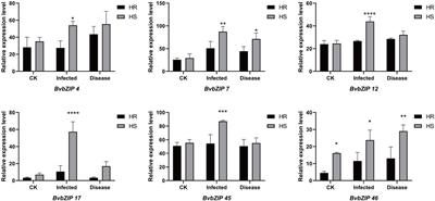Genomic characterization of bZIP gene family and patterns of gene regulation on Cercospora beticola Sacc resistance in sugar beet (Beta vulgaris L.)